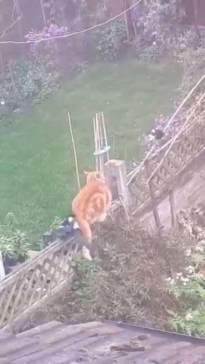 birds bullying a cat