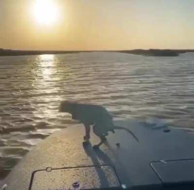 dog was scared shitless