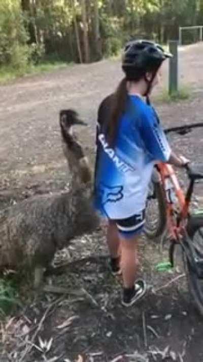 Emu gets closer to cyclists