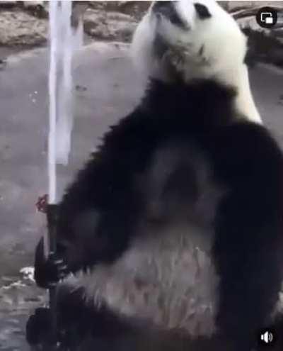 Panda trying to control the water