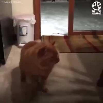 Abandoned and scared cat learned to trust people again thanks to this kindhearted guy.