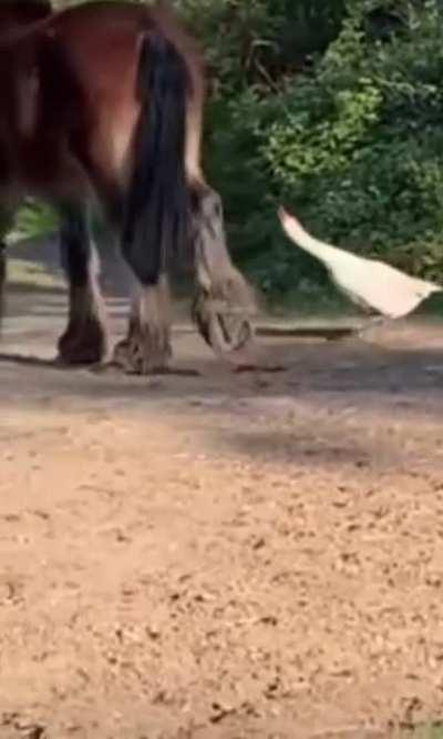 No warning shots — Goose Edition