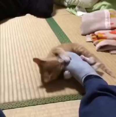 Dude filmed his kitten growing up...