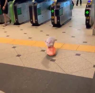 For anyone having a hard day, here’s a video of pig rolling on a ball to brighten your day