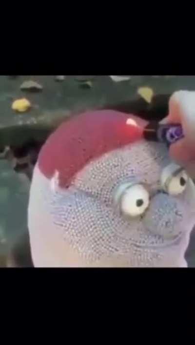 Peter the horse is here