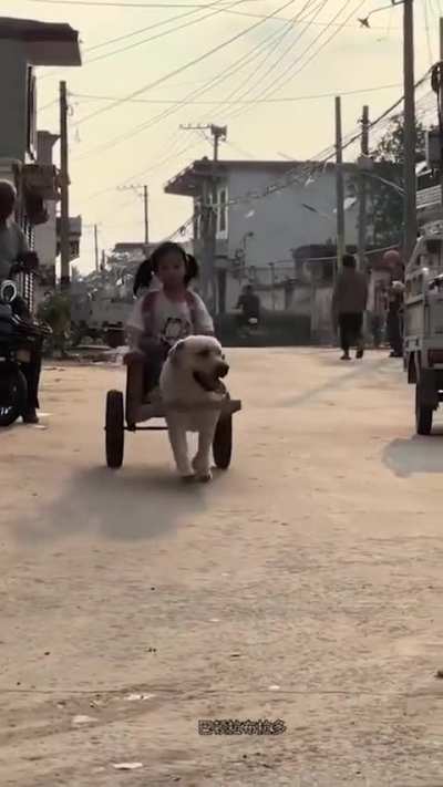 A loyal dog takes a little girl home from school every day