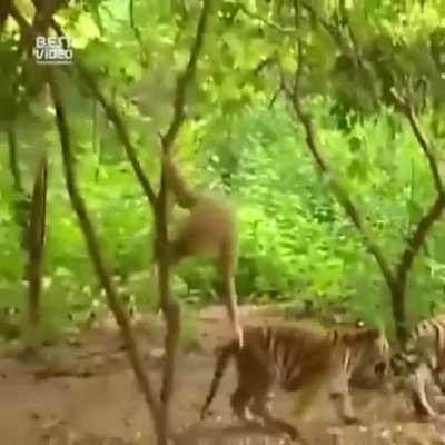 Gibbons lead very daring lives