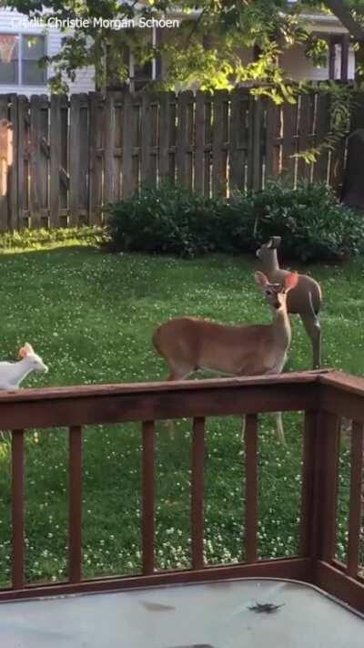 This mother deer has TWO albino fawns...