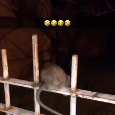 The burp was destined! The scream was not