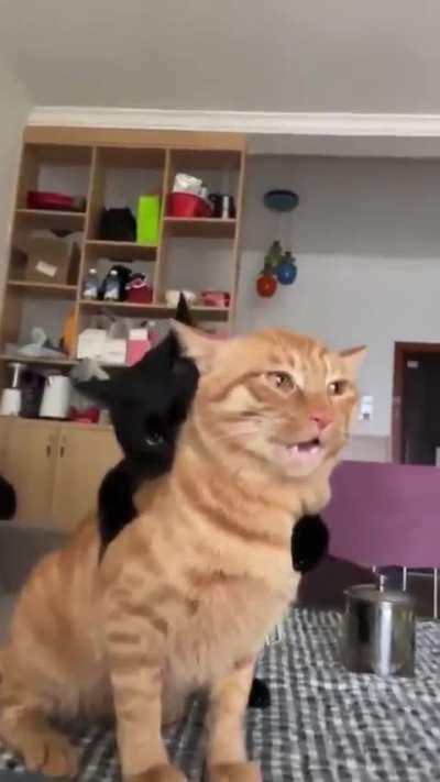 Halp .. I got a vampire on my back!