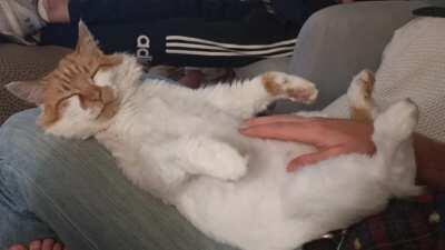 Leo has very twitchy paws when he's asleep (and loves belly rubs)