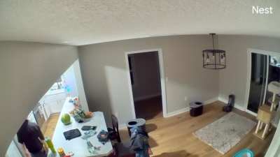 My cat (Cheese Burger) jumped from the top of my cupboards into the side of my head.