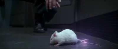 In James Wong's sci-fi martial arts film The One (2001), a rat with huge balls and an antenna sticking out of its ass crawls out of Carla Gugino's shoe and then fucking explodes to the tune of Disturbed's 