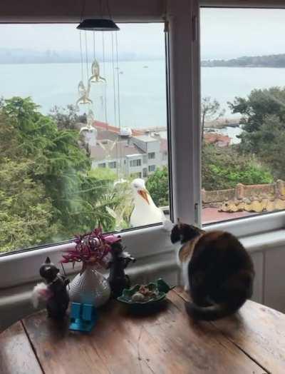 Miscatculated Evasive Maneuver