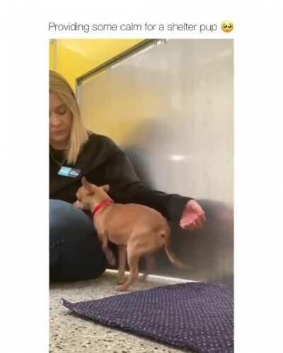 This is genuinely my dream job.