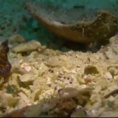 WEEK 100 OF FLATWORM FRIDAY 💯💯💯💯💯💯