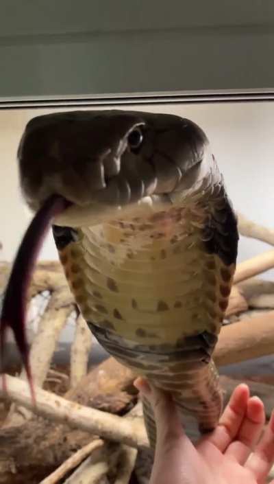 A King Cobra Upclose