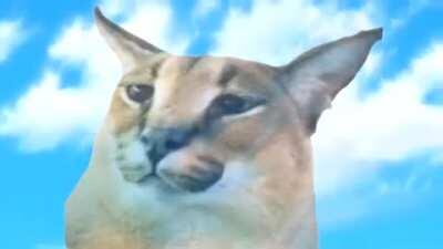 happy floppa friday (also rule)