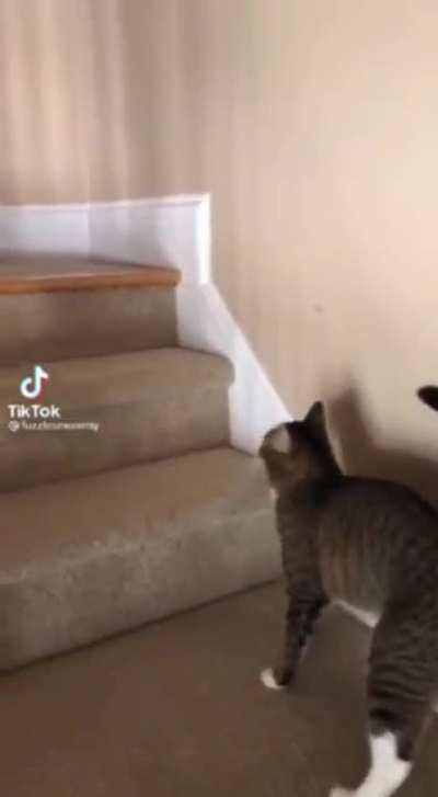 Бедный кот..