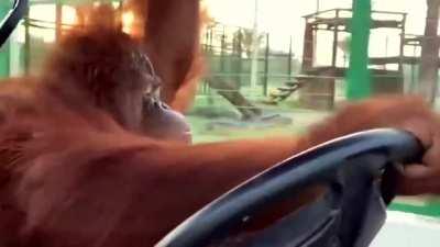 he drives better than 97% of people living in my country