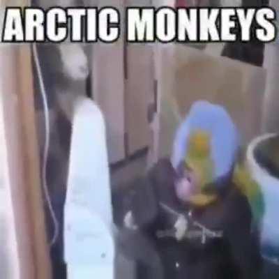 😎🐒😎