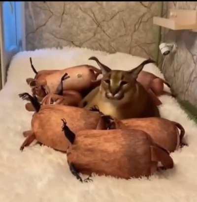 Bro who left the floppa generator on ? 