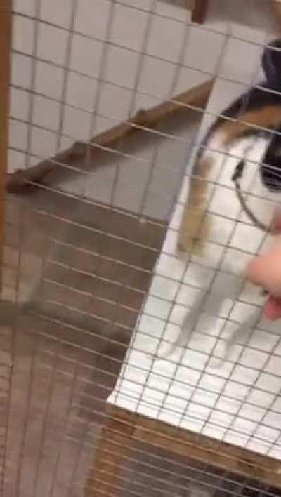 My girlfriend’s cat was VERY happy to be picked up from the cat hotel.