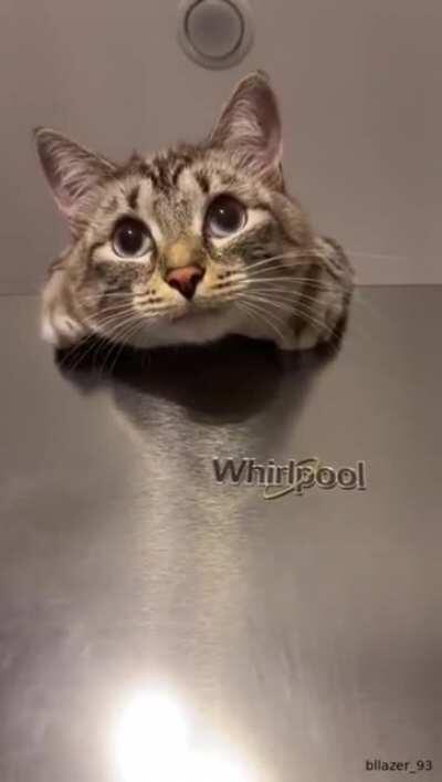 Let's all just take a little paws for a moment