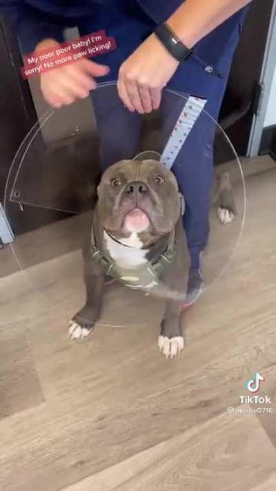 Dog.exe stopped working.