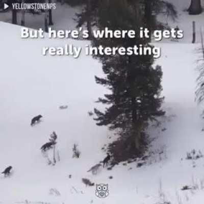 In 1995, 14 wolves were released in Yellowstone National Park and it changed the entire ecosystem