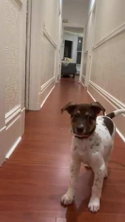 Stop Trying To Make Fetch Happen 🐶