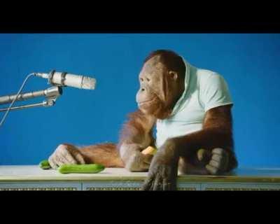 Chad monkes eat food on tv