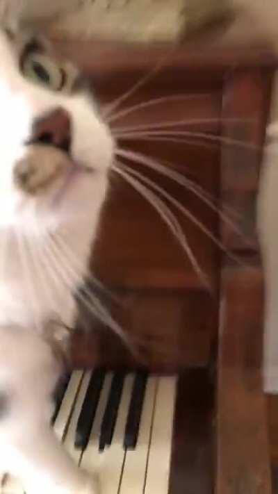 Sylvester the virtuoso