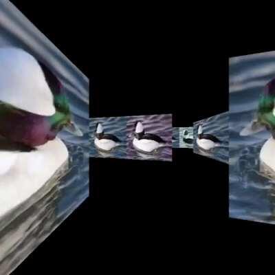 pov: you’re stuck in the bufflehead maze