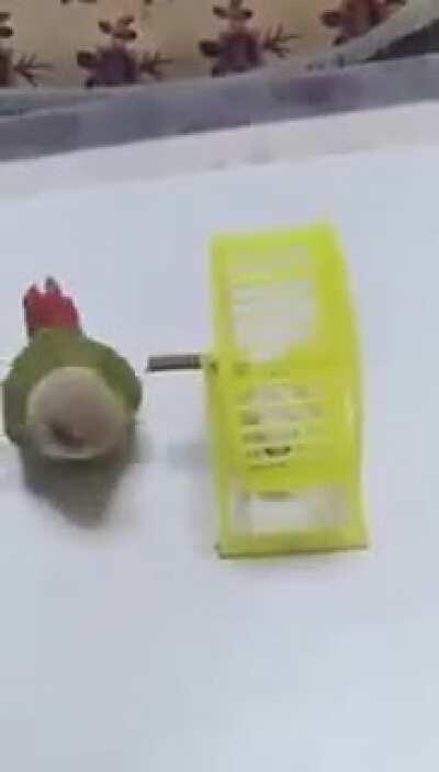 This bird’s parents are terrible