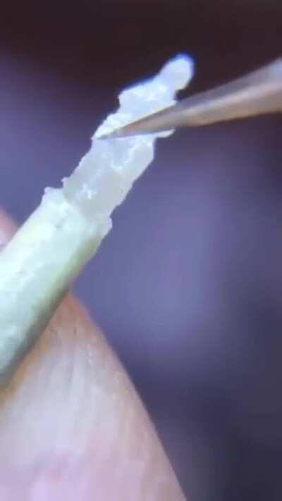 A single grain of rice!