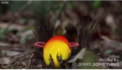 Mating dance with arms @jimmy.something on Instagram