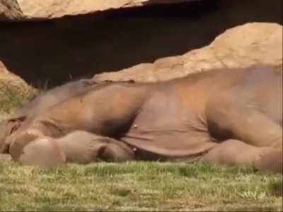 Mama got scared baby wasn't waking up, so she called over the zookeepers for help