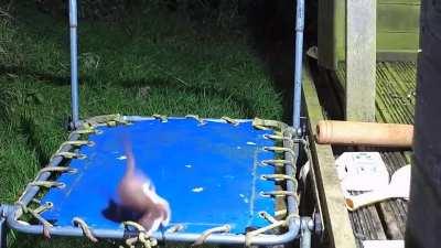 A Stoat on a trampoline.