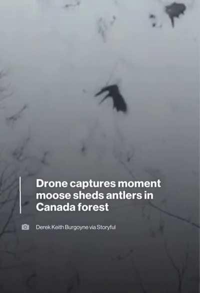 Moose Sheds Antlers