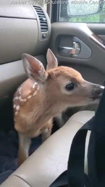 Fawn bleats after being rescued