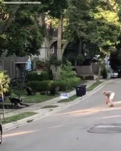 Border Collie being a bro