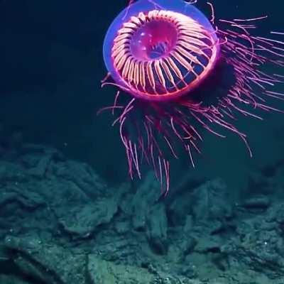 🔥 Halitrephes maasi jelly.