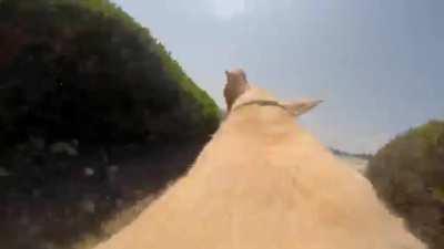 Doggo has done this route before