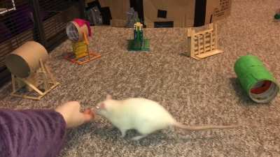 My incredible pet rat Coconut doing a fun agility course!