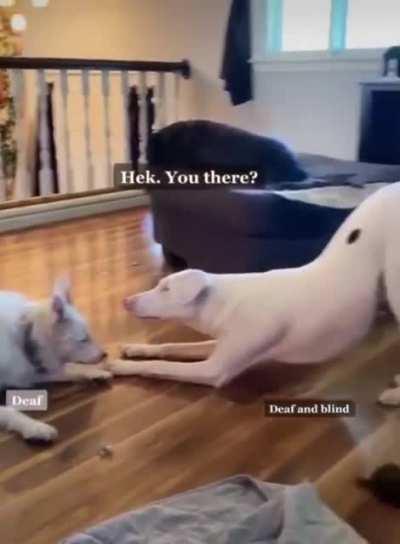 I just met you and I love you.