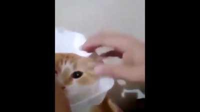 proximamente la pecky 😭😭