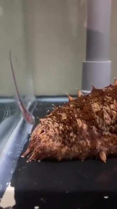 This is a pearfish, they have a special relationship with sea cucumbers. When they need shelter, they will often seek it up a sea cucumber’s anus.