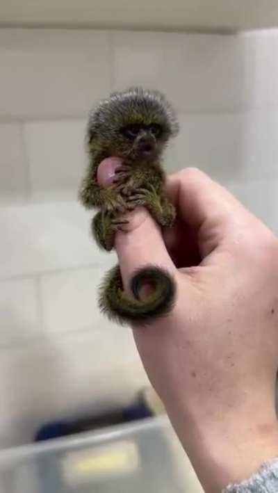 Have you heard what a pygmy marmoset sounds like?