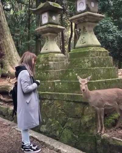 Thanks, I love this Japanese bowing deer